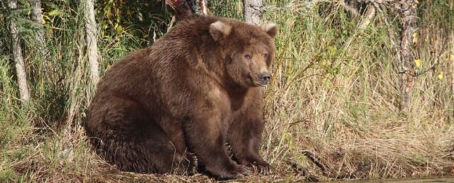 Celebrating Fat Bear Week 2023: Nature’s Heavyweights