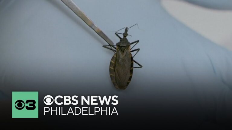 Understanding Kissing Bug Disease: Risks and Preventive Measures