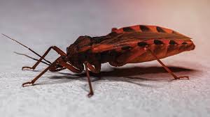 Understanding Kissing Bugs and Their Role in Chagas Disease