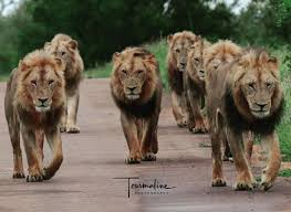 The Current Status and Conservation of Lions in the Wild