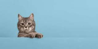 The Rise of Cat Stock: Investing in the Future of Pet Care