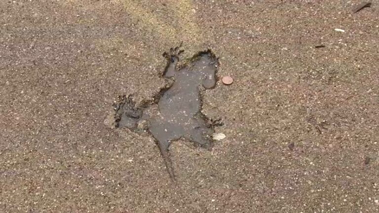 The Urgent Issue of Rat Holes in Chicago