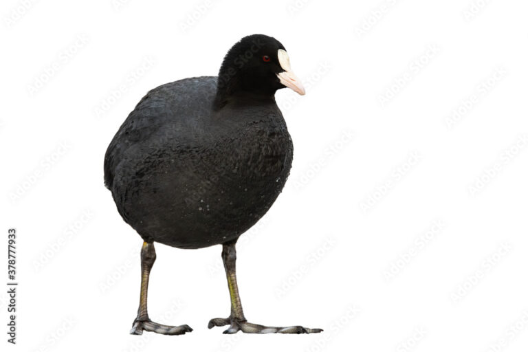 The Growing Significance of Coot Stock in Wildlife and Trade