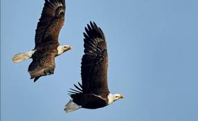 The Significance of Eagles in Nature and Conservation