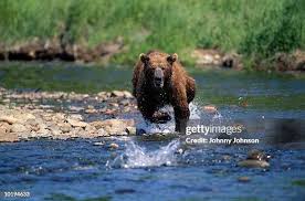 The Importance of Grizzly Bear Conservation
