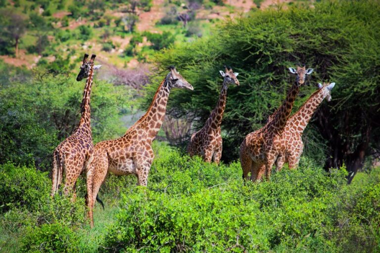 The Rise of Kenya: Economic Growth and Tourism Potential