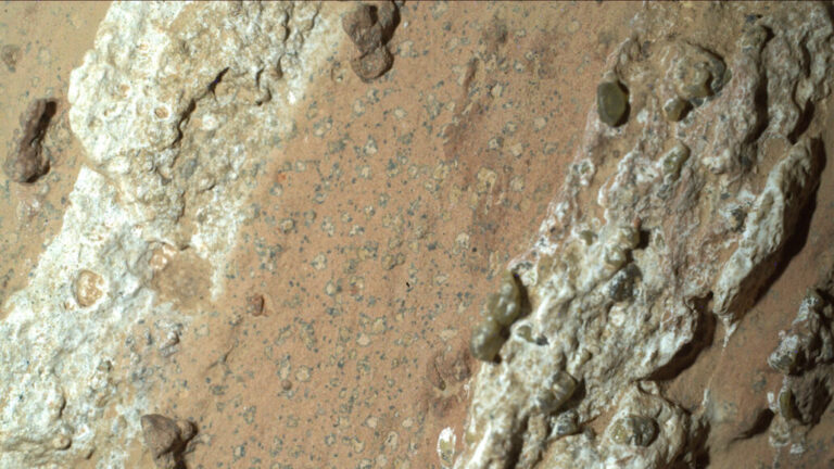 Exploring the Possibility of Life Found on Mars