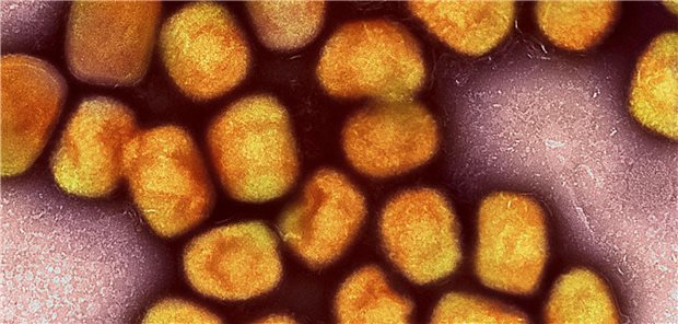 Understanding Mpox: Recent Developments and Public Health Response