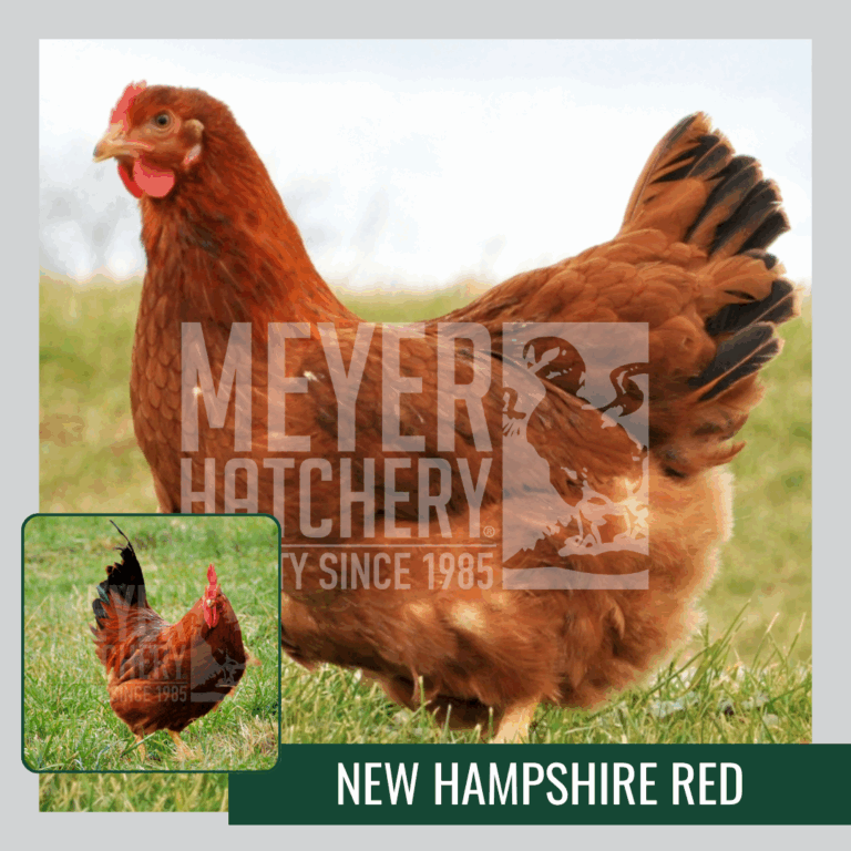 Comparing New Hampshire and Rhode Island: Key Differences and Similarities