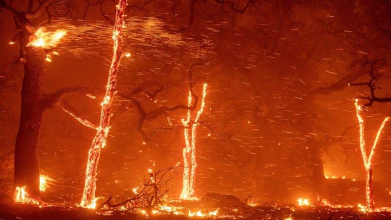 The Impact and Resilience of the Paradise California Fire