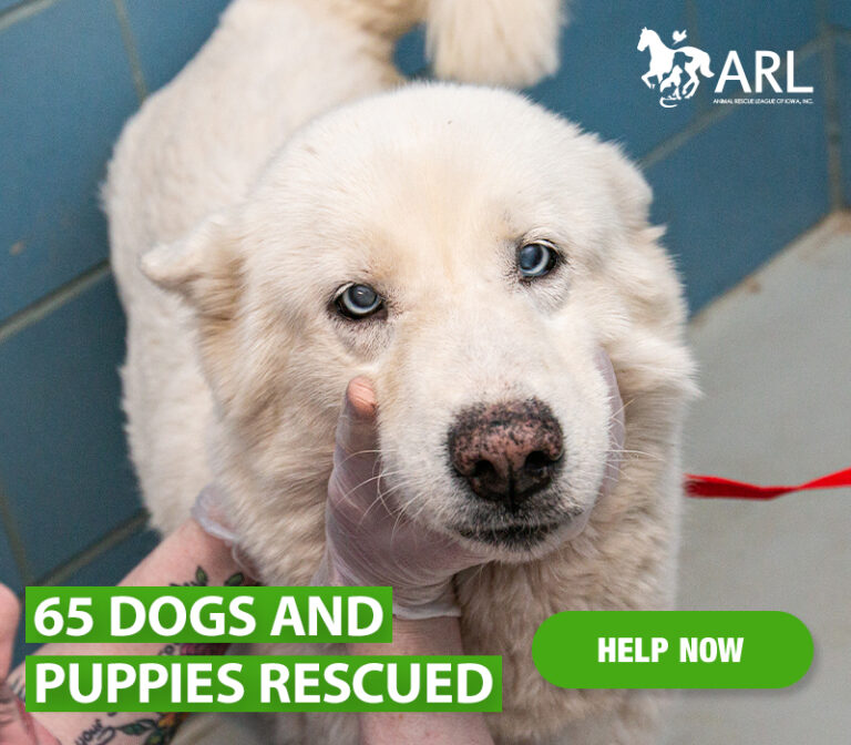 The Essential Role of Rescue Dogs in Saving Lives