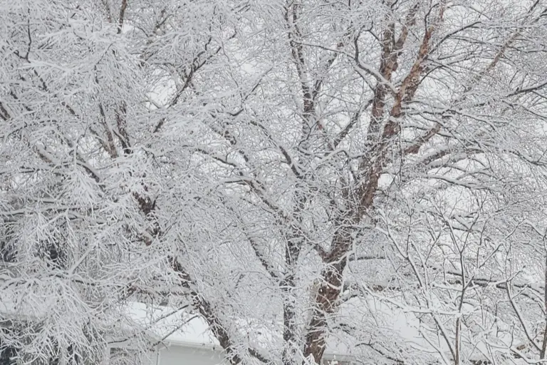 Understanding Rochester Weather: Patterns and Forecasts