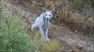 The White Iberian Lynx: A Spotlight on Conservation Efforts