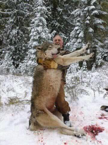 The Critical Role of Wolves in Ecosystems and Conservation Efforts