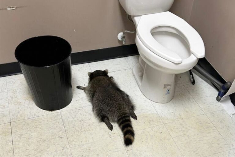 The Growing Phenomenon of Drunk Raccoons