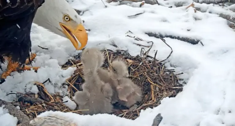 Exploring the Fascination of the Big Bear Eagle Cam
