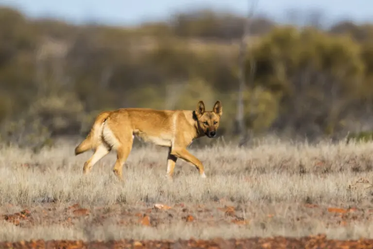 Understanding the Dingo: Australia’s Wild Dog