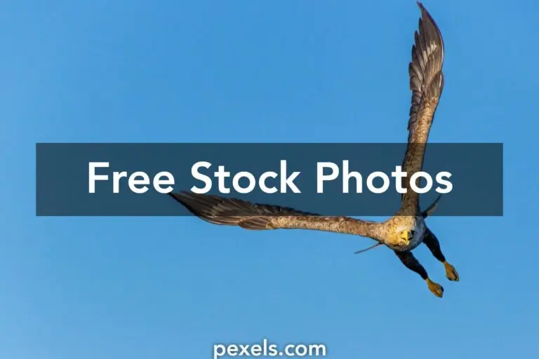 The Majestic Flying Eagles: Symbols of Freedom and Strength