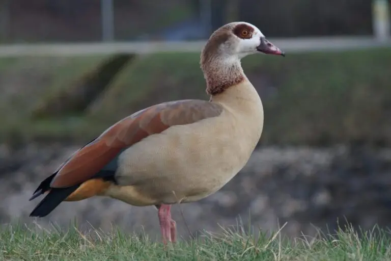 The Ecological Role of Geese in Our Ecosystems