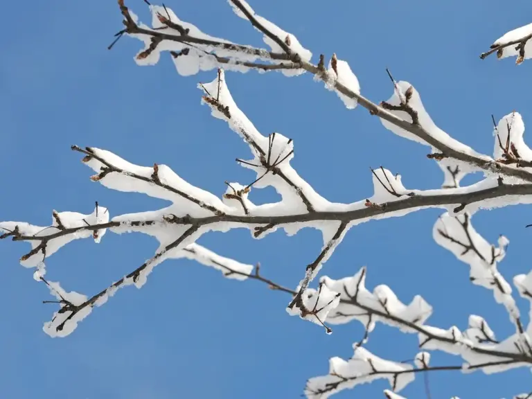Understanding This Week’s Snowfall: How Many Inches Did We Get?