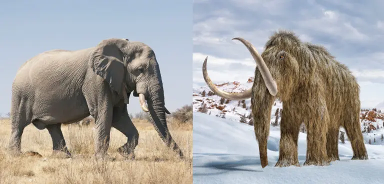 Mammoth vs Lightning: An Epic Natural Contest