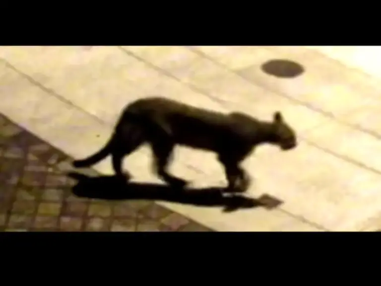 Mountain Lion Sightings in San Francisco: What’s Happening?