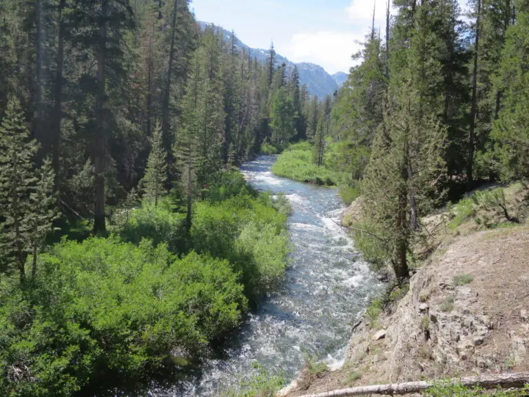 Understanding the Vital Role of Nature in Our Lives
