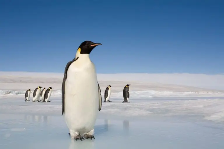 Penguin Conservation: Protecting Our Waddling Friends in 2023