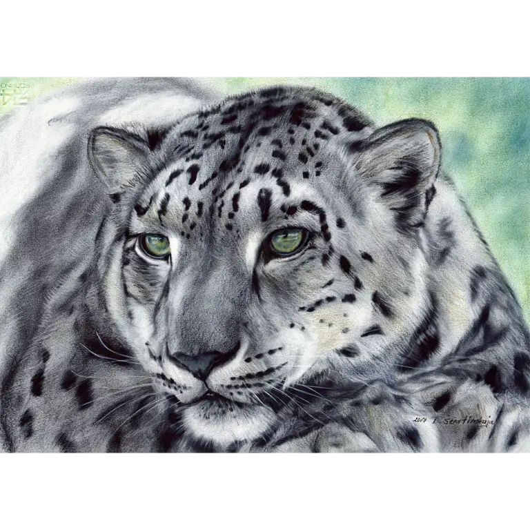 The Snow Leopard: A Symbol of Conservation Efforts