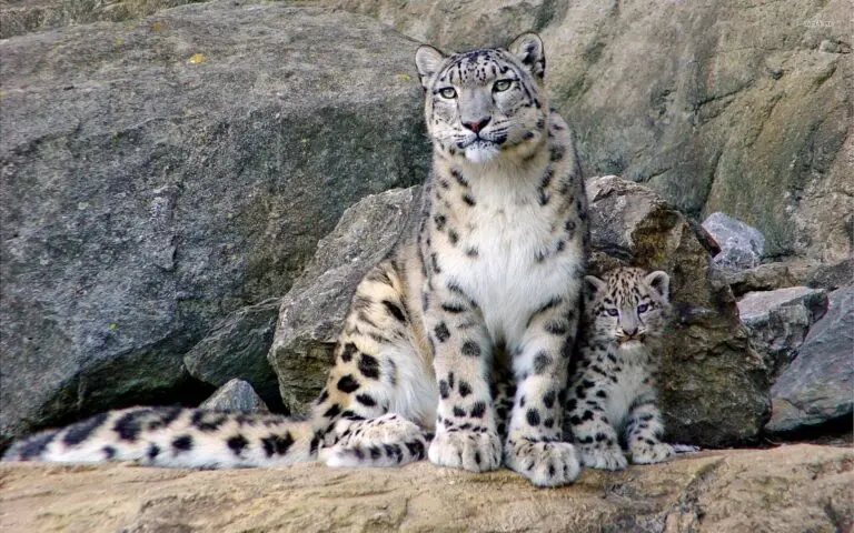 Understanding the Snow Leopard and Conservation Needs