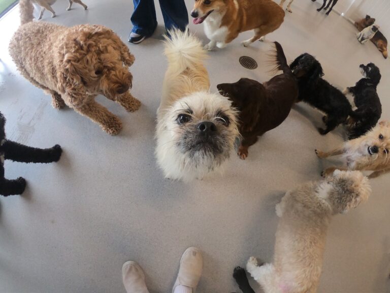 Exploring Sounds from a Doggy Daycare: Insights from NYT