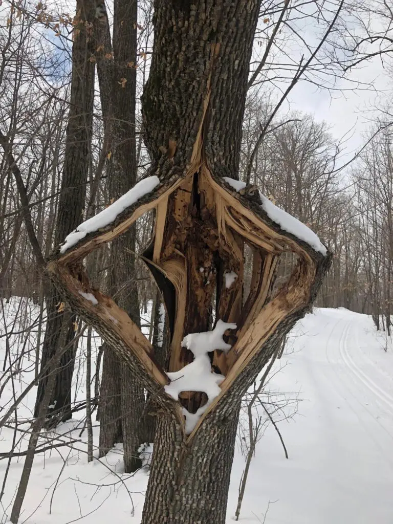 Understanding Trees Exploding from Cold Temperatures