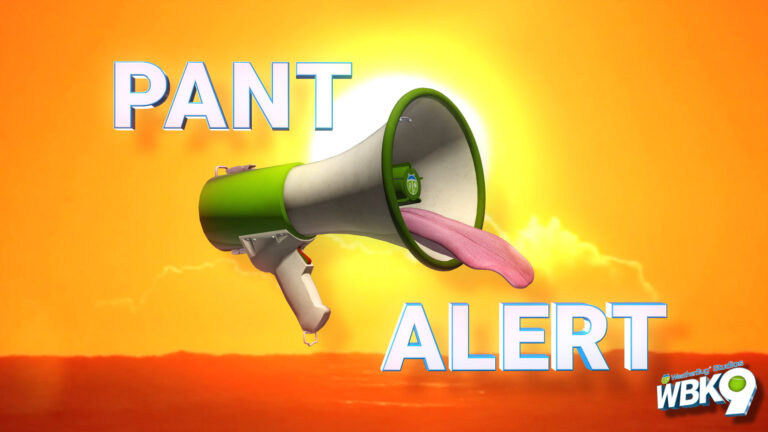 Understanding WeatherBug: Features and Benefits
