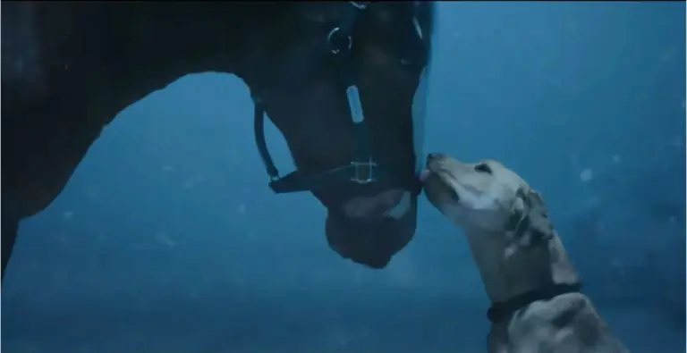 The Impact of the Budweiser Super Bowl Commercial