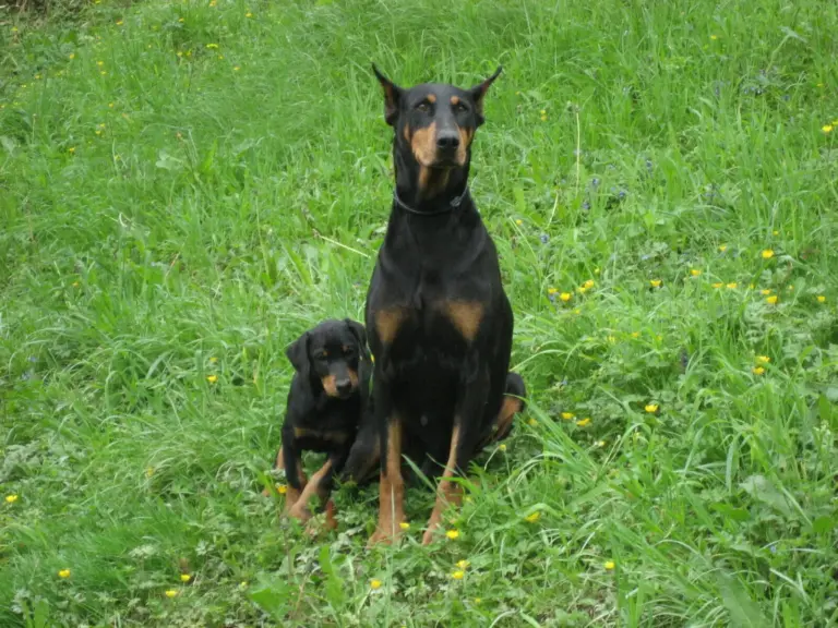 All You Need to Know About Dobermans