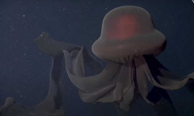 The Remarkable Discovery of the Giant Phantom Jellyfish