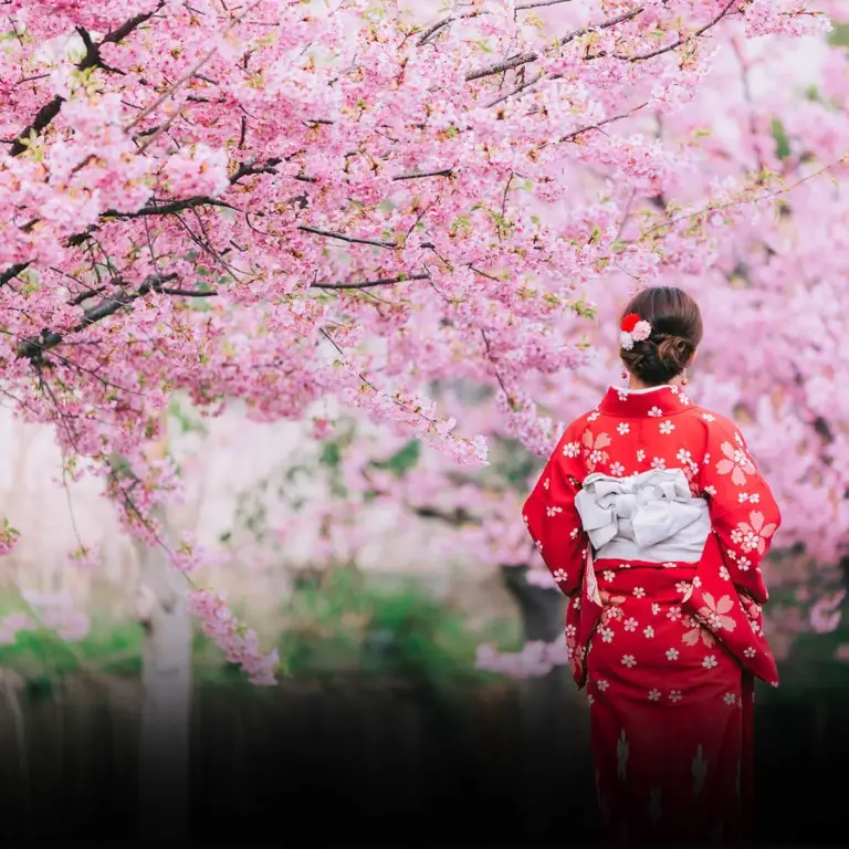 The Significance of the Japanese Cherry Blossom Festival