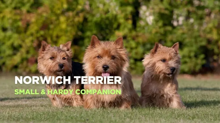 The Endearing World of Norwich Terriers