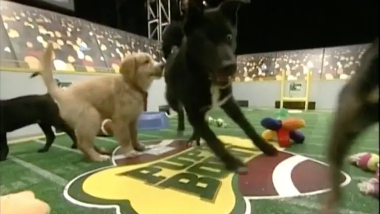 Puppy Bowl 2023: A Playful Showdown of Adorable Puppies