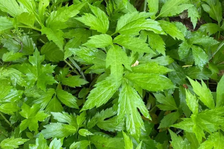 Exploring Sochan: The Nutrient Powerhouse of Greens
