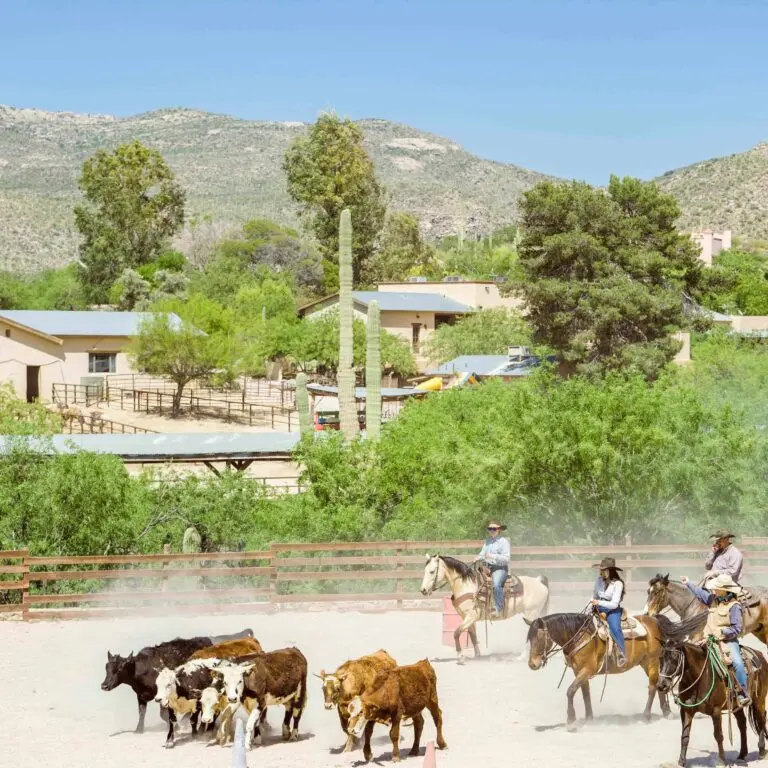 Exploring the Growth and Culture of Tucson, Arizona