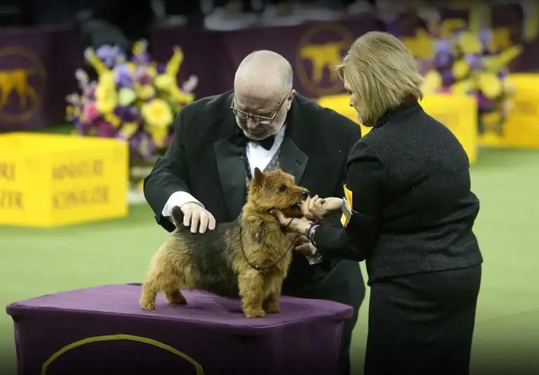 Westminster Dog Show 2023: Canine Stars Shine Bright