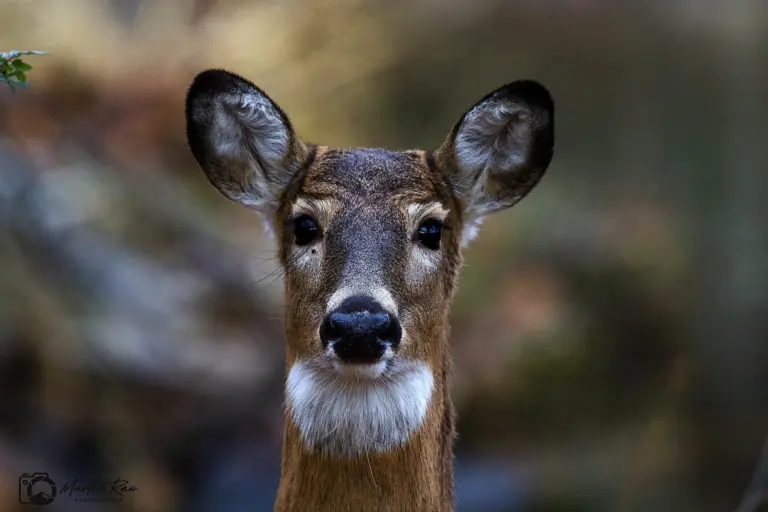 Understanding the Lyrics of ‘White Feather Hawk Tail’ by Deer Hunter