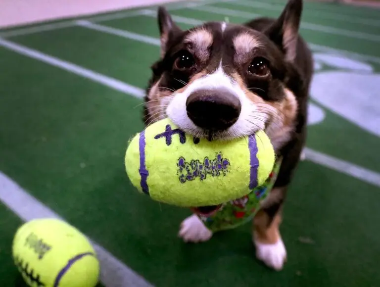 Puppy Bowl 2026: Who Took Home the Trophy?