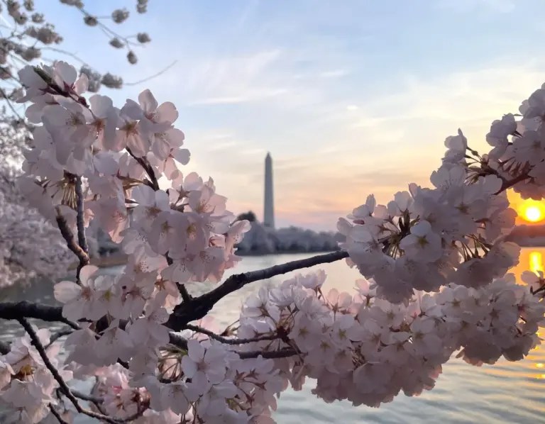 Cherry Blossoms DC: A Celebration of Friendship and Nature