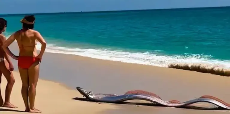 Doomsday Fish: Rare Oarfish Wash Ashore in Cabo San Lucas