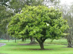 magnolia — US news