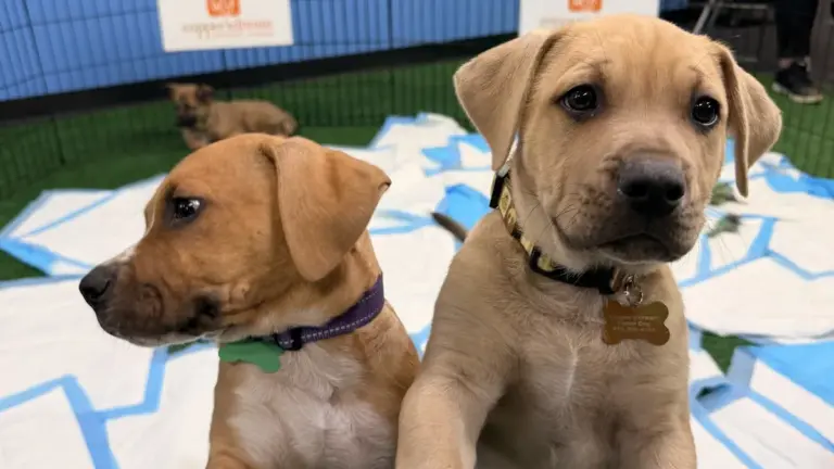 National puppy day: Celebrating : A Call for Adoption and Awareness
