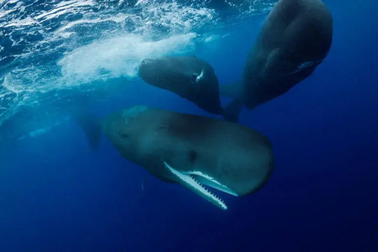 Sperm Whale Birth Observed Off the Coast of Dominica