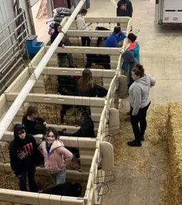 64 calves stolen mercer county — US news